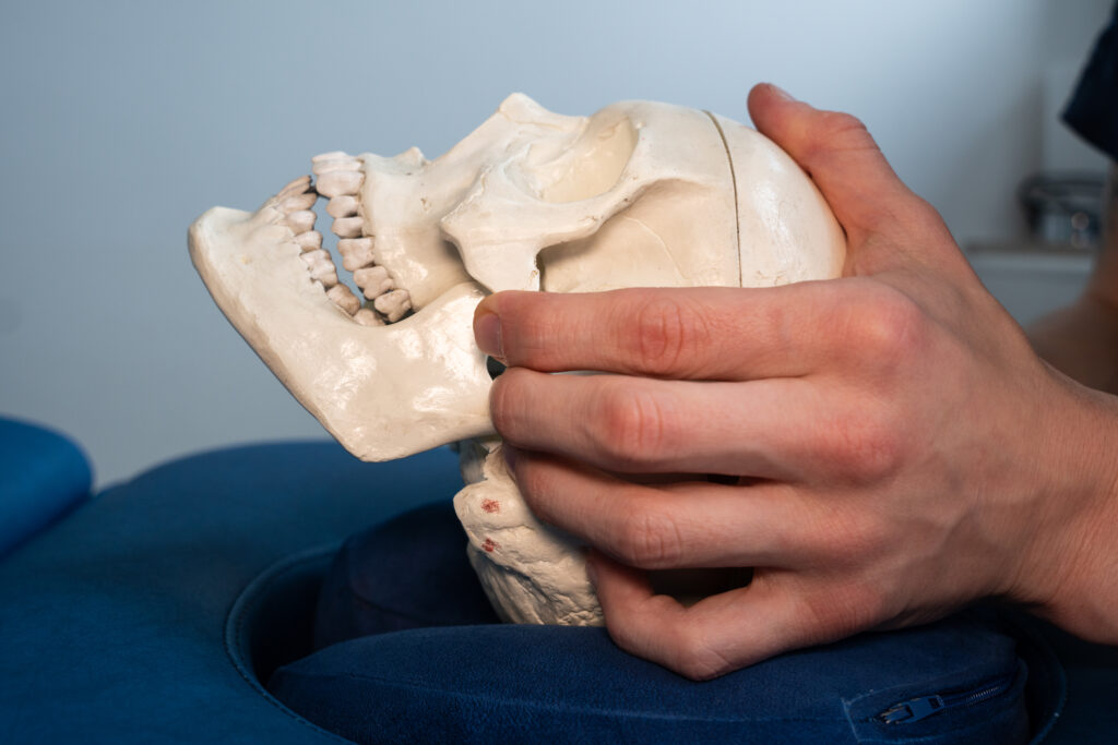 Ein Therapeut hält ein Schädelmodell und erklärt eine Behandlungstechnik.